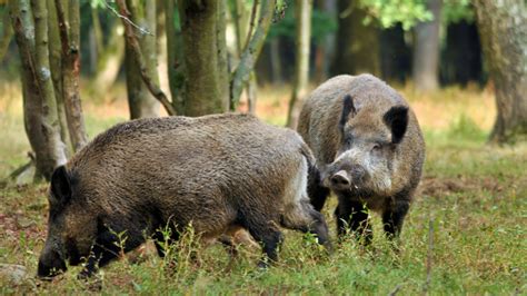 67 jährige Jägerin bei Wildschweinjagd tödlich getroffen Deutsche