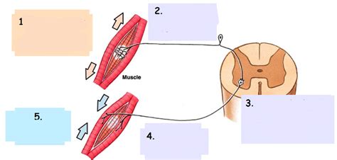 Le réflexe myotatique Diagram Quizlet