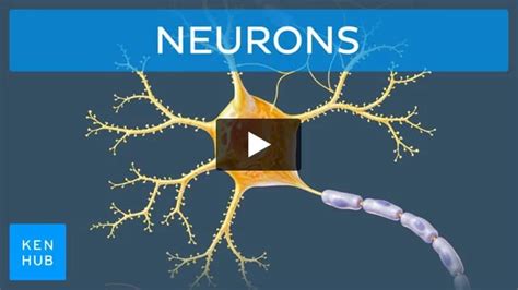 Nodes of Ranvier: structure and function | Kenhub