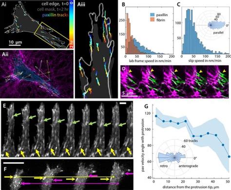 A Cytoskeletal Clutch Mediates Cellular Force Transmission In A Soft Three Dimensional