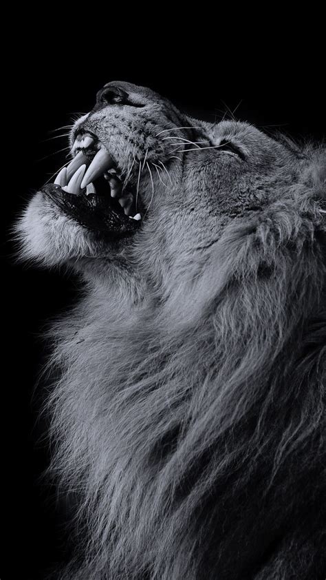 Lion 4k Wallpaper For Iphone Here You Can Find The Best Lion Iphone