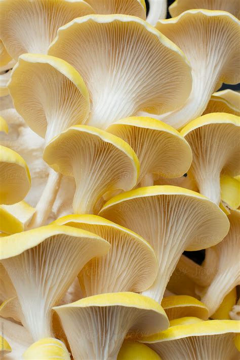 Oyster Mushroom By Stocksy Contributor Kristin Duvall Stocksy