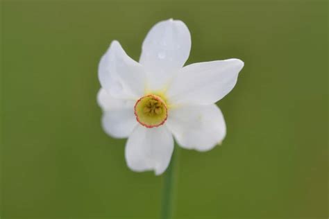 Narcissus : Planting, Growing and Care