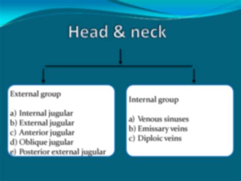 Solution Veins Of The Neck Studypool