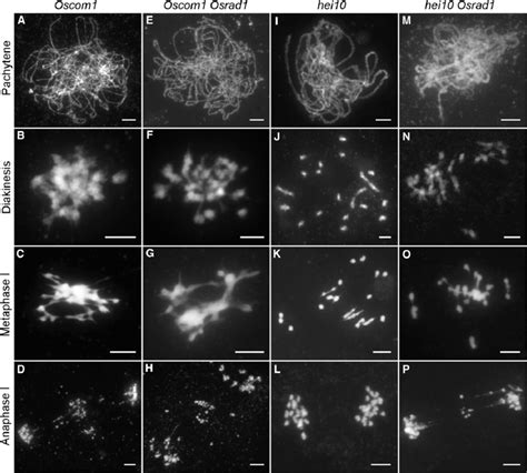 Genetic Analysis Of OsRAD1 With OsCOM1 And HEI10 A To D Oscom1 Shows