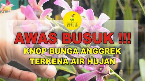 AWAS BUSUK KNOP ANGGREK TERKENA AIR HUJAN TERUS MENERUS 180 YouTube