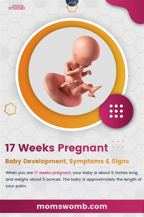 17 weeks pregnant – Artofit