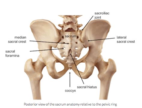 Sacral Fracture Overview Symptoms And Treatments