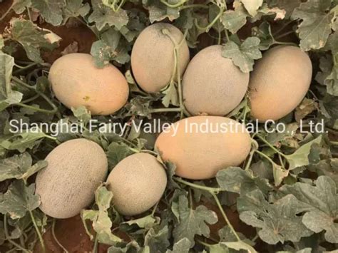 Hybrid F1 Yellow Peel White Flesh Round Musk Hami Melon Seeds