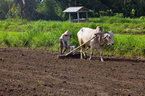 Sustainable Intensification Of Dairy Production In Indonesia Wur