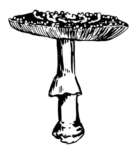 Premium Vector Poison Mushroom Amanita Muscaria Fly Agaric Fungus In