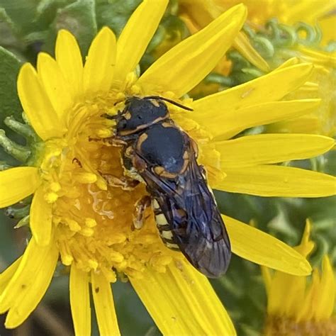 Dianthidium Curvatum Sayi From CR 356 4 Buena Vista CO US On August