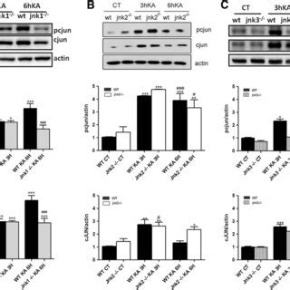 P JNK And Total JNK Protein Levels Of JNK KO And WT Treated Mice