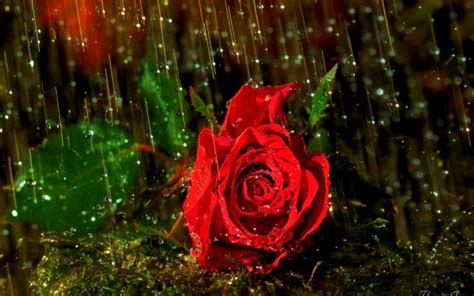 Red Rose Live Wallpaper Free Download - 1920x1080 - Download HD ...