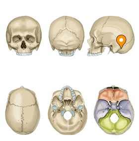 Occipitomastoid suture - e-Anatomy - IMAIOS