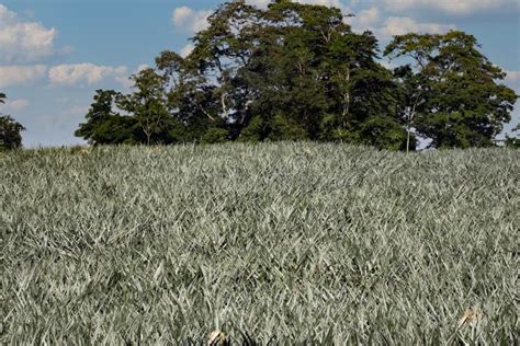 Large Pineapple Plantation. Costa Rica Stock Image - Image of plant ...