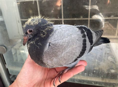 What Does A Baby Pigeon Look Like? - PIGEONHOW.COM