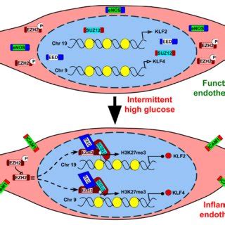 Ezh Knockdown In Huvec Reduces H K Me And Reverses Intermittent High