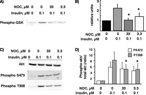 Effect Of Nocodazole On Akt Activity In 3t3 L1 Adipocytes 3t3 L1