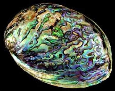 10 Facts about Abalone - Fact File