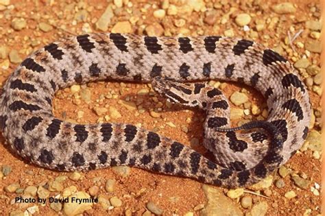 Pygmy Rattlesnake State Of Tennessee Wildlife Resources Agency