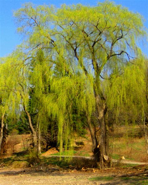 🔥 50 Weeping Willow Tree Wallpapers Wallpapersafari