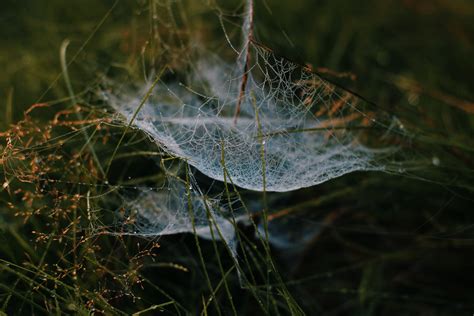 Spider Plant Photos, Download The BEST Free Spider Plant Stock Photos ...