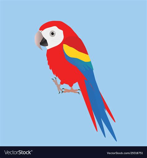 Funny scarlet macaw Royalty Free Vector Image - VectorStock