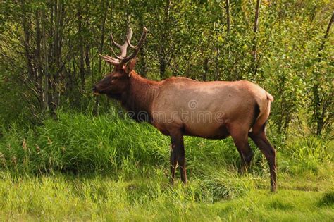 Royal Bull Elk stock photo. Image of deer, trophy, antlers - 24362310