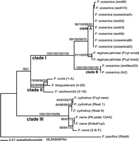 Maximum Likelihood Tree Showing Phylogenetic Analyses Based On Analyses