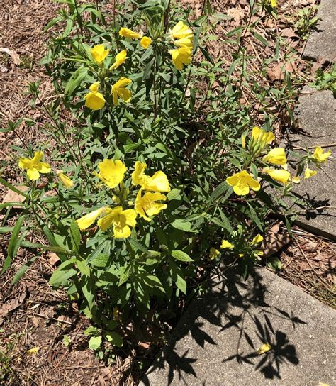 Oenothera Biennis Evening Primrose North Carolina Extension