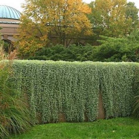 Trailing Shade Plants For Hanging Baskets ~ Shed Cost Build vs Buy