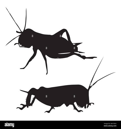 Locust Cartoon Illustration Black And White Stock Photos And Images Alamy