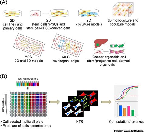 Assessing Toxicity With Human Cell Based In Vitro Methods Trends In