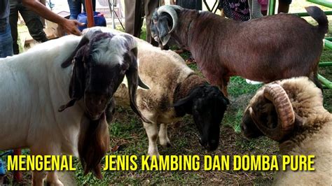 Mengenal Jenis Kambing Boer Dan Domba Dorper Kambing Boer Indonesia