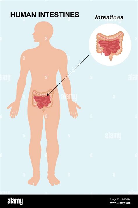 Anatom A Del Intestino Humano El Rgano Interno Humano Ilustraci N