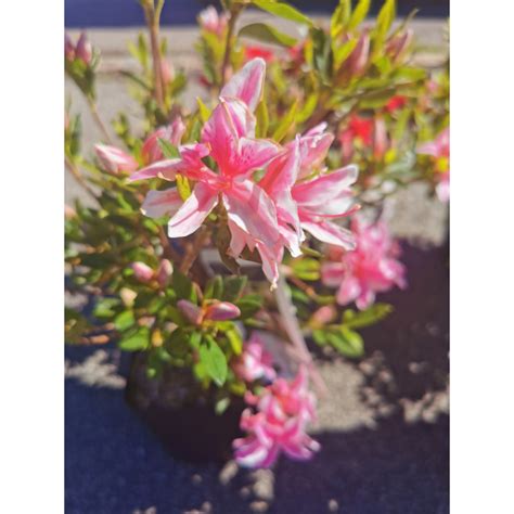 Azalée Japonica variées Plantes de terre de bruyère 7 80