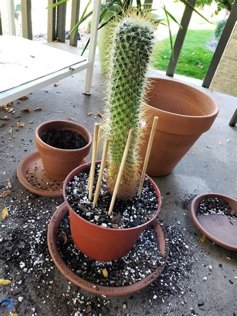 Why Is My Cactus Leaning And Falling Over Reasons And Solutions