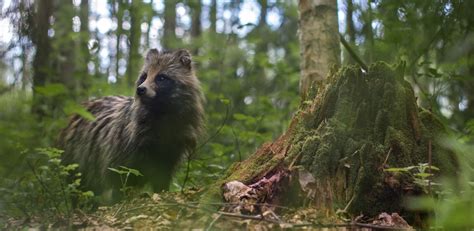 Papel De Parede Rvores Animais Natureza Plantas Fotografia