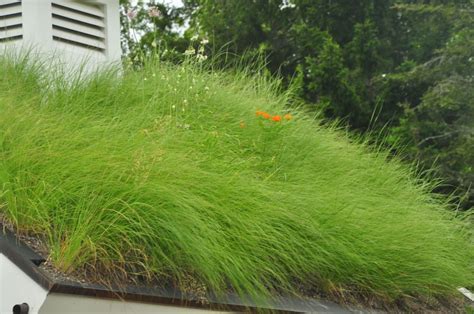 Small Scale Green Roof Design Maintenance And Cool Discoveries Coastal Maine Botanical Gardens