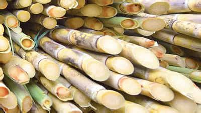 Uttar Pradesh Sugarcane Crushing Season Inaugurated Meerut News