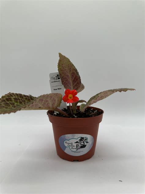 Kee Wee Live Episcia 4 Heavenly Creation Nursery