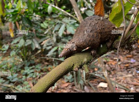 Long tailed pangolin phataginus tetradactyla mangamba hi-res stock ...