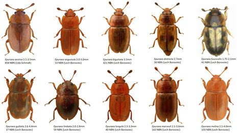 Beetle Identification Guide