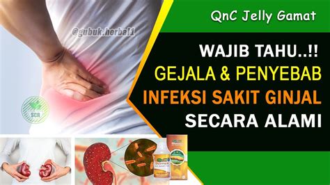 Gejala Dan Penyebab Infeksi Ginjal Pielonefritis Qnc Jelly Gamat