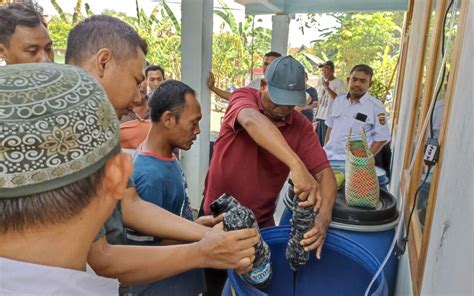 Integrasi Tanaman Ternak Dalam Pelaksanaan Integrated Farming System