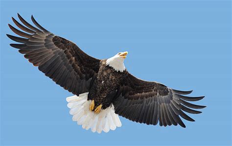 Eagle Wings Spread Stock Photos, Pictures & Royalty-Free Images - iStock