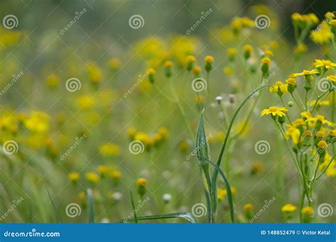 Flores Selvagens Amarelas Bonitas Em Um Fundo Da Grama Verde Foco