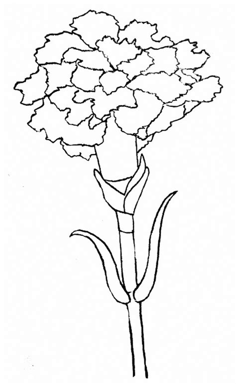 Pink Carnation Drawing at GetDrawings | Free download