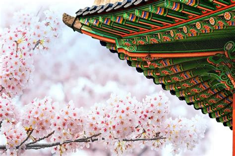 Where To See Cherry Blossoms In Seoul 6 Best Spots